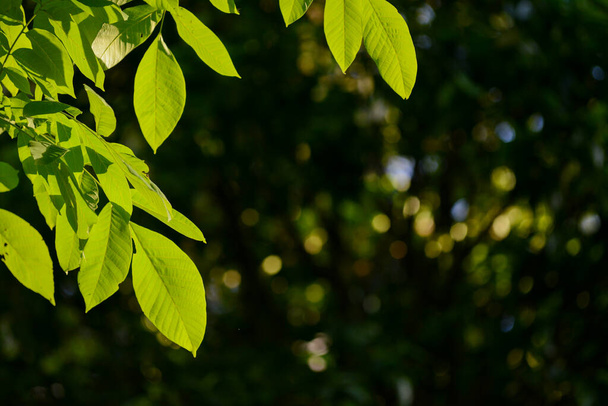 A nature background with backlit leaves in the foreground and a defused background with space for copy - Фото, зображення