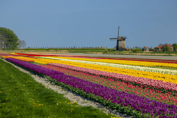 windmill with tulip field in North Holland, Netherlands - Photo, Image