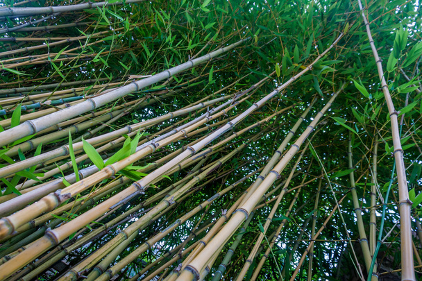 bambù - Foto, immagini