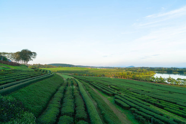 plantacja herbaty lub zielonej herbaty na górze rano - Zdjęcie, obraz