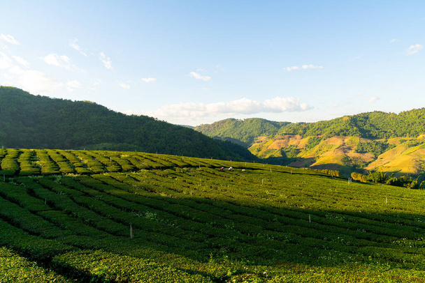 tea plantation and green tea plantation on mountain hill - Zdjęcie, obraz