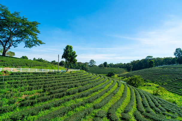 tea or green tea plantation on mountain with blue sky - Zdjęcie, obraz