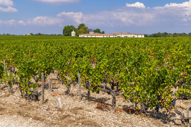 Chateau LaTour, Bordeaux, Aquitaine, Fransa yakınlarındaki tipik üzüm bağları - Fotoğraf, Görsel