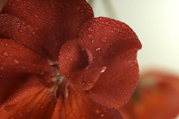 Soft focus close up of a red geranium flower, macro background - Foto, Bild