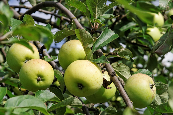 Apples - Foto, imagen