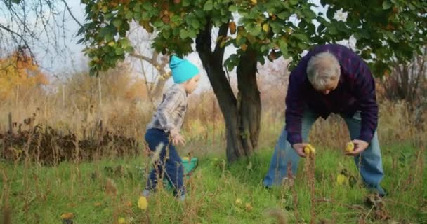 Ein dreijähriges Kind pflückt mit dem Opa gerne Äpfel im Garten, es hat Spaß, sammelt sie an einem Baum auf, sammelt sie in einem Eimer ein, wirft sie ein oder gibt sie dem Opa. - Filmmaterial, Video