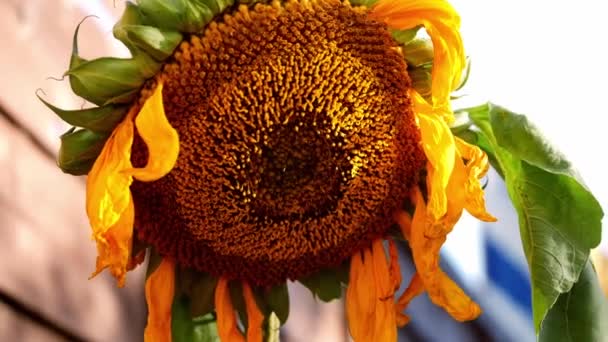 Drooping sad sunflower at the end of summer close up 4k shot selective focus - Footage, Video