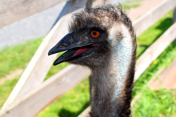 Dromaius - rodzaj ptaków bezgrzebieniowych występujący w Australii. Istnieje jeden zachowany gatunek, Dromaius novaehollandiae powszechnie znany jako emu.. - Zdjęcie, obraz