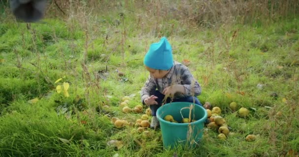 Een 3-jarig kind is blij appels te plukken met opa in de tuin, hij heeft plezier, pakt ze op aan een boom, verzamelt ze in een emmer, gooit ze weg of geeft ze aan opa. - Video