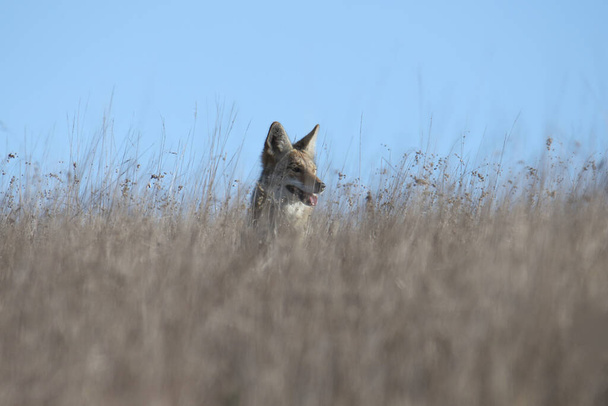 Coyote (canis latrans) seduto nell'erba alta - Foto, immagini