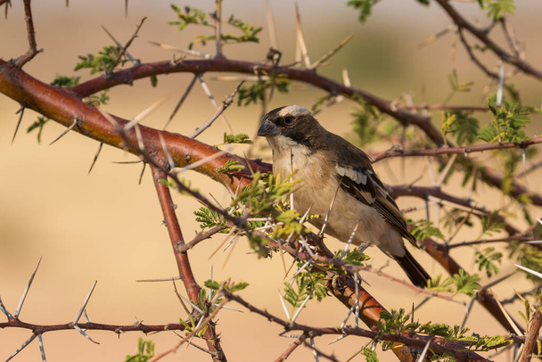 The sparrow-weaver, birds in the family Ploceidae. Small african bird. Solitaire, Namibia, South Africa. - Photo, Image