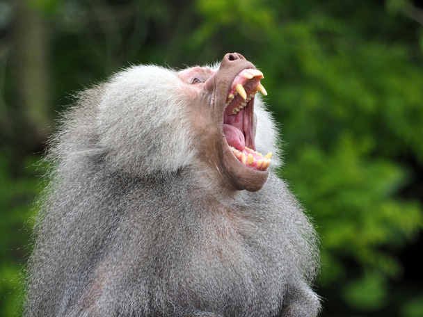 Baboon is showing his teeth - Foto, imagen