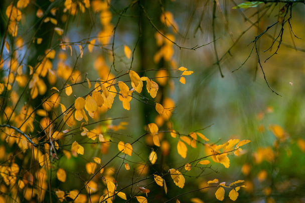 spirea nipponica, 'Snowmound'  autumn fall yellow leaves Japanese Goldmound bush - Фото, изображение