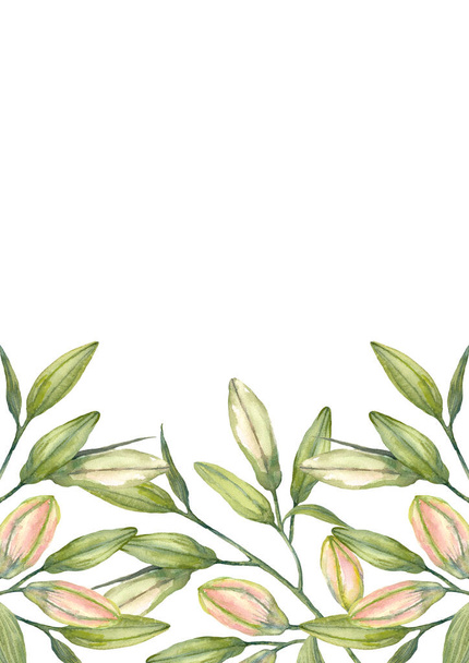 Oriental hybrid lilies. White and pink lily buds. Brochure design template. Watercolor hand-drawn A4 layout on white background. - 写真・画像