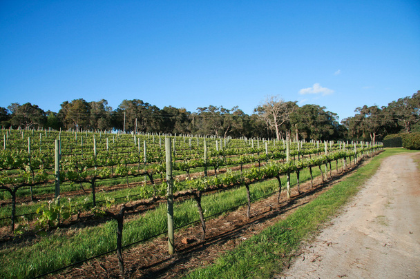 Länsi-Australian viinitarhat
 - Valokuva, kuva