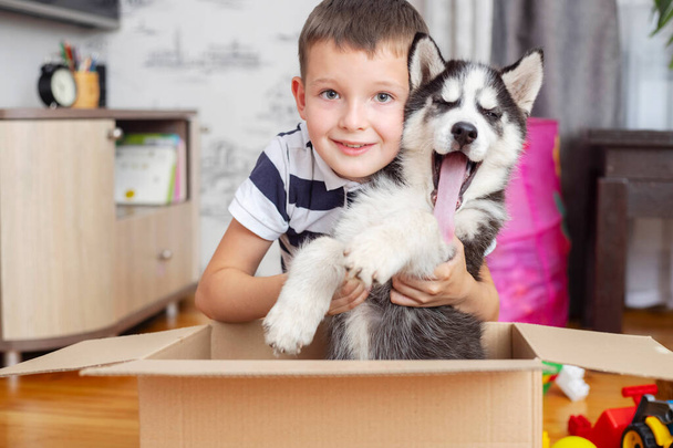Kid gets out husky puppy from cardboard box at home. Child has birthday present. - Φωτογραφία, εικόνα