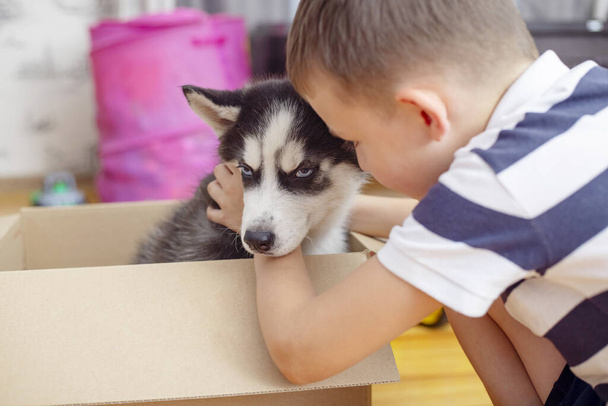 Hij haalt husky puppy uit kartonnen doos thuis. Kind heeft verjaardagscadeau. - Foto, afbeelding