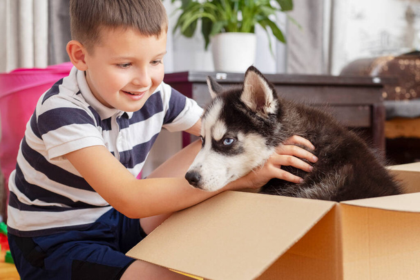 Hij haalt husky puppy uit kartonnen doos thuis. Kind heeft verjaardagscadeau. - Foto, afbeelding