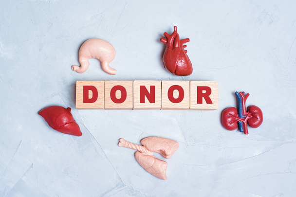 Fundo relacionado à doação de órgãos: brinquedos órgãos do corpo humano colocados em torno de blocos de letras de madeira lendo DONOR. - Foto, Imagem