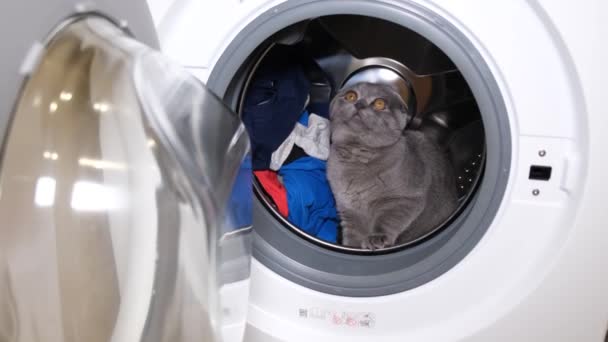 A young beautiful scottish cat is sitting in the middle of a washing machine and looking at the camera. Slow motion - Footage, Video