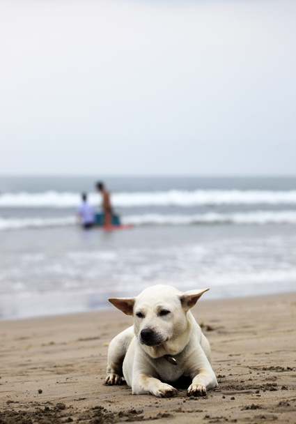 Біла собака
 - Фото, зображення
