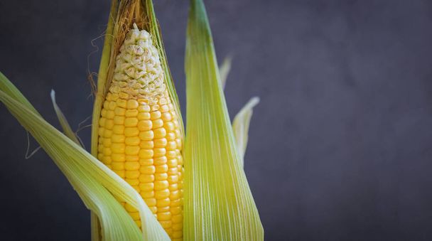 Fresh corn on dark background, Harvest ripe corn organic, Corn on the cob, Sweet corn for cooking food - Фото, изображение