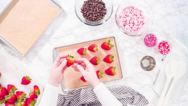 Pose plate. Pas à pas. Disposer des fraises biologiques sur une plaque à pâtisserie pour faire des fraises trempées au chocolat. - Photo, image