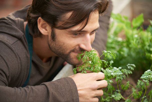 Nada mejor que el olor a hierbas frescas. Un hermoso jardinero oliendo hierbas frescas en un vivero - Foto, Imagen