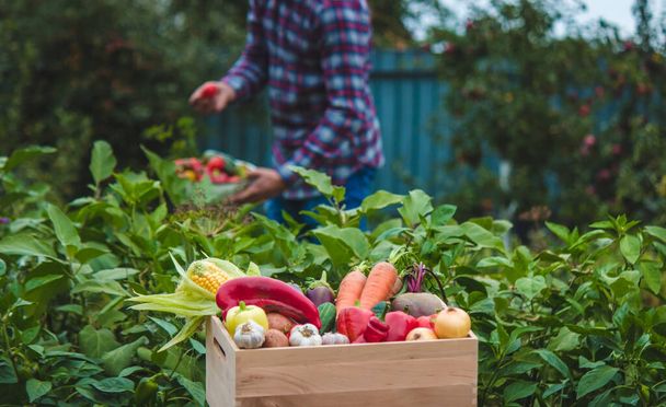 Un agriculteur collecte des légumes dans le jardin. Concentration sélective. produits alimentaires. - Photo, image