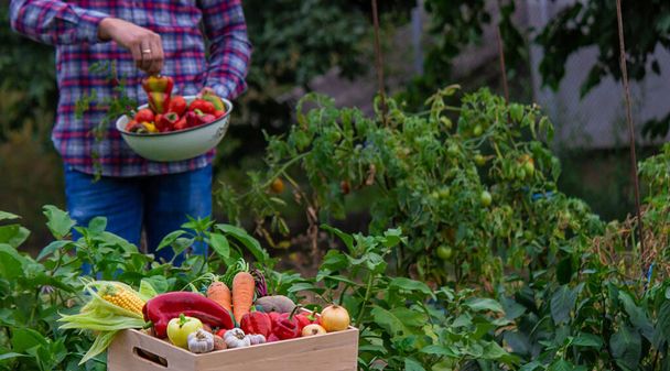 農家は庭で野菜を集める。選択的フォーカス。食べ物. - 写真・画像