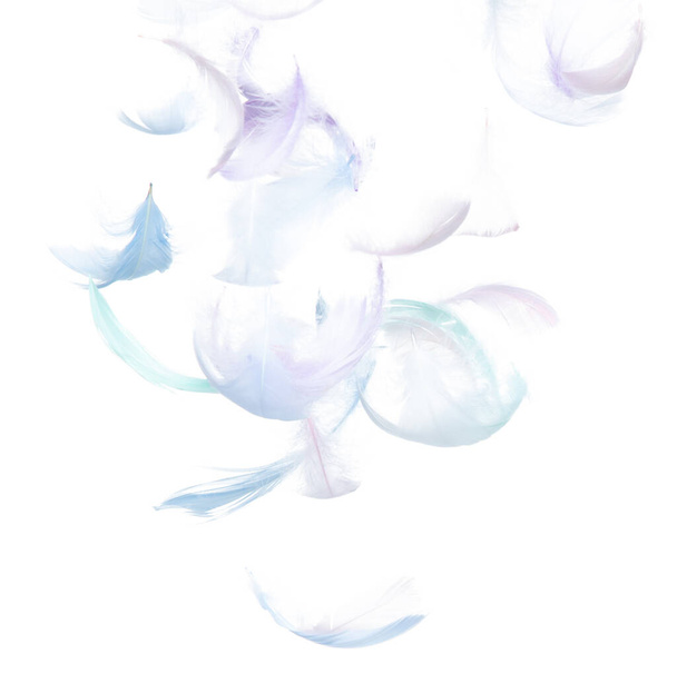Beaucoup de plumes pastel tombent dans l'air sur fond blanc isolé. Puffy plumes douces gonflées comme la pureté lisse comme rêve colombe flottante dans le ciel. Angle volant du ciel, mouvement photo - Photo, image
