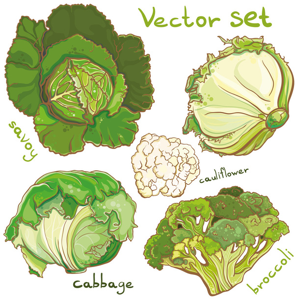 Conjunto de vectores con col, coliflor, cole, brócoli y savoy
 - Vector, Imagen