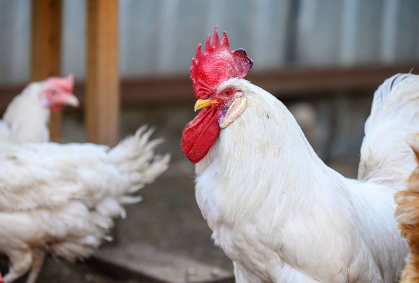 Ein großer Hahn mit rotem Kamm auf dem Kopf und weißem Gefieder geht zwischen anderen Hühnern auf dem Hof umher. Sommertag, verschwommener Hintergrund. - Foto, Bild