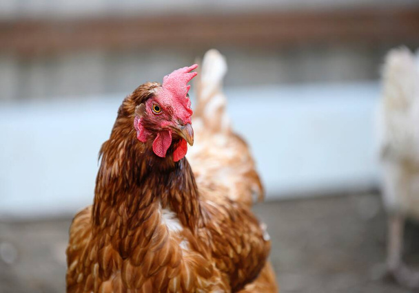 Ein großes Huhn mit braunen Federn läuft auf dem Geflügelhof des Betriebs umher. Nahaufnahme eines Vogels, verschwommener Hintergrund. - Foto, Bild