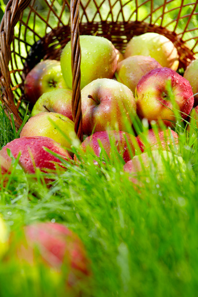 Apples in the Basket. - Fotoğraf, Görsel