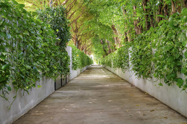 Caminho de concreto no meio de duas paredes com videiras em Miami, Flórida. Caminho reto perto das paredes com árvores atrás em ambos os lados. - Foto, Imagem