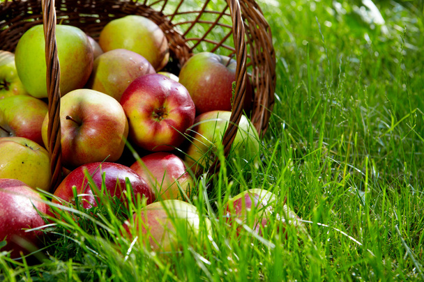 Apples in the Basket. - Zdjęcie, obraz