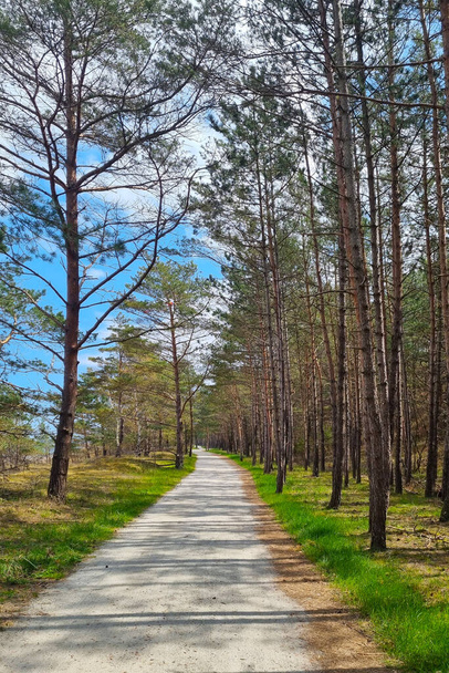 Krásná turistická stezka na procházky borovým lesem - Fotografie, Obrázek