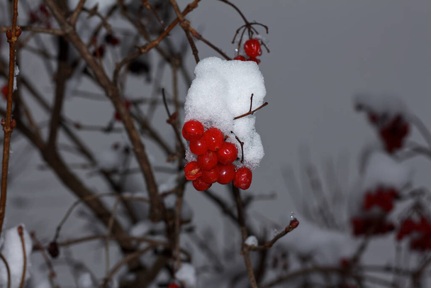 Red viburnum in the snow on a branch, Kharkiv, Ukraine - Photo, Image