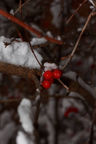 Red viburnum in the snow on a branch, Kharkiv, Ukraine - Photo, Image