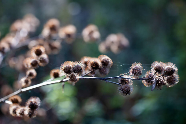 Sonbaharda Asteraceae ailesinden seçici odaklı Burdock ya da Arctium bitkisi - Fotoğraf, Görsel