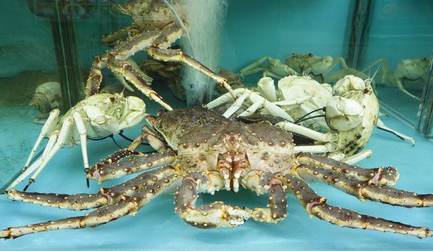 Crabes dans un réservoir de retenue
 - Photo, image