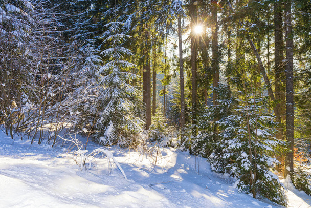 Fairytale winter forest. Christmas forest with sun shining through the trees. - Photo, image
