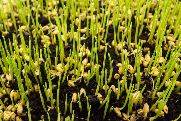 Seedling growing - Foto, imagen