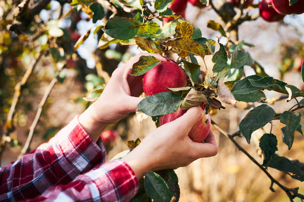 Woman picking ripe apples on farm. Farmer grabbing apples from tree in orchard. Fresh healthy fruits ready to pick on fall season. Agricultural industry. Harvest time in countryside - Foto, Bild