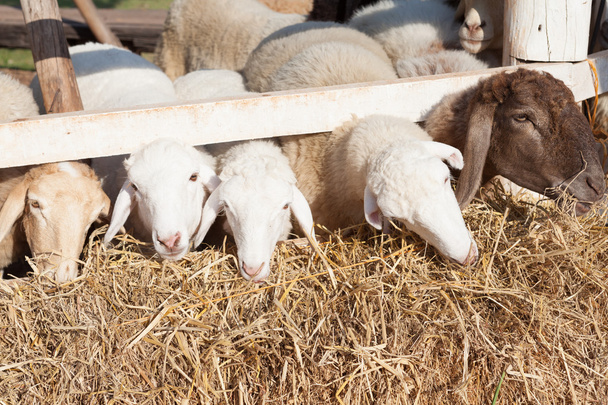 moutons se nourrissent dans la clôture sous la lumière du soleil
 - Photo, image