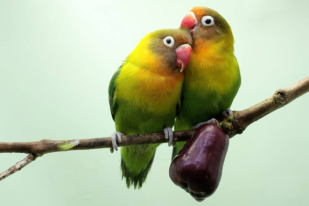 A pair of lovebirds are perched on a branch of a pink Malay apple tree. This bird which is used as a symbol of true love has the scientific name Agapornis fischeri. - 写真・画像