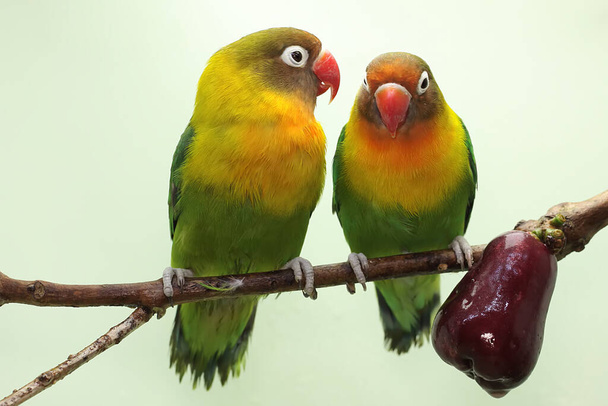 A pair of lovebirds are perched on a branch of a pink Malay apple tree. This bird which is used as a symbol of true love has the scientific name Agapornis fischeri. - Photo, image