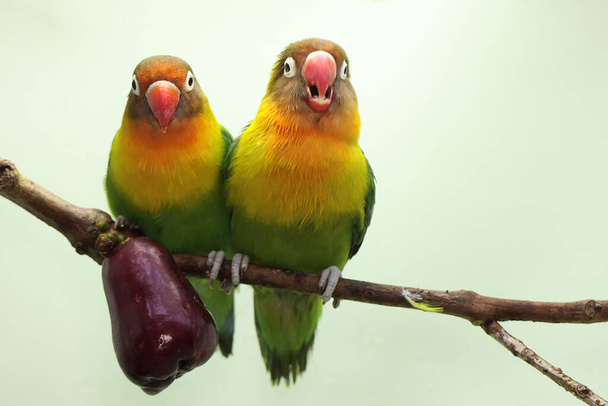A pair of lovebirds are perched on a branch of a pink Malay apple tree. This bird which is used as a symbol of true love has the scientific name Agapornis fischeri. - Foto, imagen