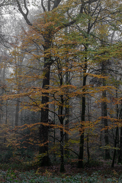 Panoramatický výhled na les Ecouves - Fotografie, Obrázek